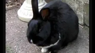 BUNNY! - The Daily Bernard Project 3 (Part 2)