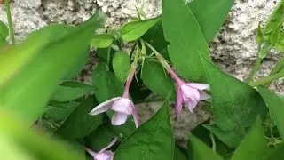 Jasmin 'stephanense' l'essence des sens
