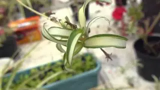 Spider plant - Ve&eth;hlaupari -  a&eth; mynda fr&aelig; - Pottaplanta - Stofubl&oacute;m - Inniplanta