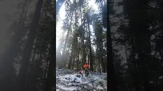 Bäume fällen Holzen im Emmental.