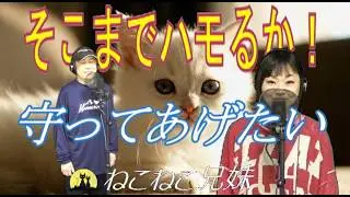 守ってあげたい _ねこねこ兄妹 season.3-15