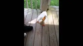 Duck at the Georgia farm house - June 14, 2015
