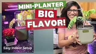 Indoor Grow Station Setup: Mini Planter + Tropical Curry Leaf! #vegoplanter