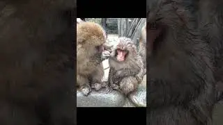 Amazing bon bon monkey picking fleas from her family member 🐒 #shorts #monkey #animals