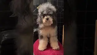 Turning a wet toy poodle into a fluffy one by attempting my first Fluff dry