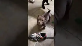 AMERICAN BULLY SON OF MR POGO THAILAND IMPORT 🇹🇭 #goodquality #americanbully #importline