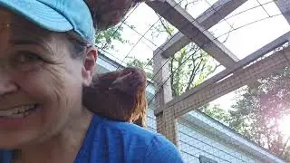 11 Week Old Welsummer Chicks Have Long Nails