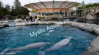 Mystic Aquarium Tour