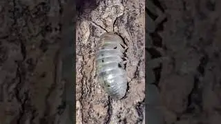 Японские волшебные зелья! Морфология Armadillidium vulgare! #изопод #изоподы