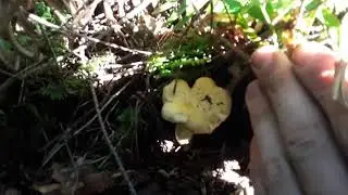 How to Find Summer Chanterelle Mushrooms in Western Washington