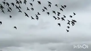 2025／7／5 のどか村の空を1番仔がグングン飛びます…。の巻