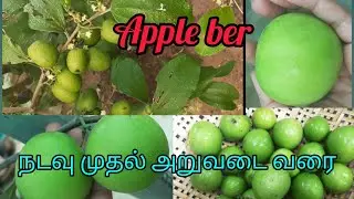Apple Ber நடவு முதல் அறுவடை வரை/ How to grow Apple ber in Tamil