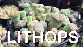 LITHOPS | Buy Orchids Online from www.potsandpetals.in