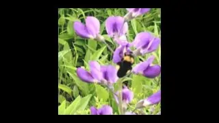 Pollinator Prairie Tour June 2020