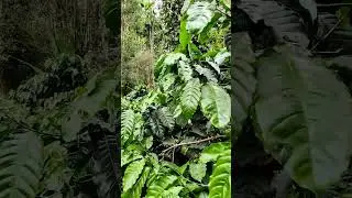 coffee estate in coorg #trending #shorts #coffee #estate #coorg