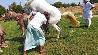 Next Level Horse Breeding | Strong & Healthy Horses
