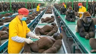 Inside the Giant King Kong Factory &ndash; From Wilderness to High-End Handbags | Full Process