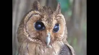 Frightening Flora and Fauna