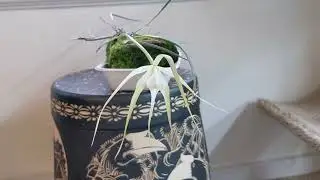 Brassavola cucullata 'Red form'