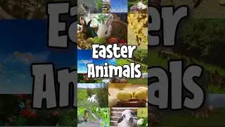 Introduction to Easter Animals