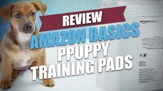 Amazon Basics Puppy Training Pads Review