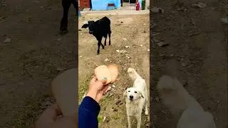 Unlikely Best Friends: Calf and Golden Retriever Share a Snack! 🐮 🐶 #shorts #animalfriendship #calf
