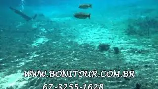 On&ccedil;a da agua-Ariranha-Bonito-MS