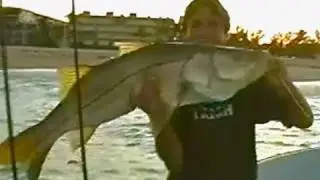 Mullet Run Tarpon and Snook fishing Fort Lauderdale  Happy Bait