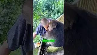 Broken-are monkey#youtubeshorts #shorts #animals #rescue #monkey