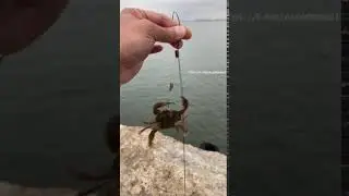 Ножеман на морской рыбалке . Эпизод 4 - краб . От участника, Корея