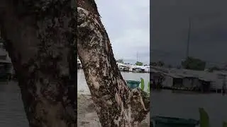 su van vui : Sop QUAN AO