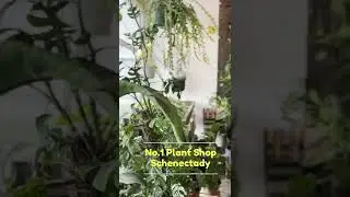 UPshining Houseplant Shop is located at 1707 Union St Schenectady NY.