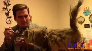 Official Furkids Kitty Kommercial