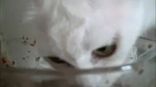 Hungry Mother Cat [Original] [Normal speed]