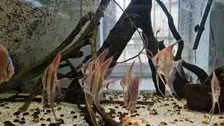 WET-AQUA Altum and discus aquarium - update