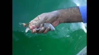 Fish n tac: Chumming for flat line fishing ( Taru)