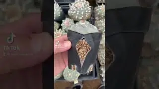 Loph me some cactus