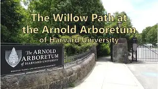 🚶‍♂️🌳 Harvard University Arnold Arboretum's Willow Path, June 2022 | Candid Exploration [4K]