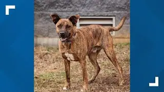 'Now is the time': KHS waives adoption fees for adult dogs