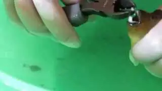 Pufferfish Teeth Trimming