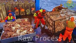 K&ouml;nigskrabben-Fang in eisigen Gew&auml;ssern &ndash; Tausende Tonnen pro Stunde!