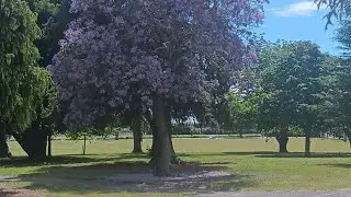 Jacaranda Purple flowers drop fall looks like Sakura Flowers in Firmley Park @Hastings 17/12/2025