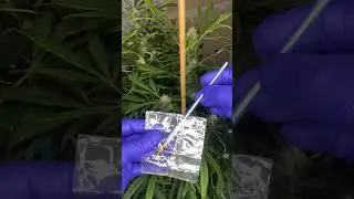 Controlled pollination! #seeds #fyp #plants