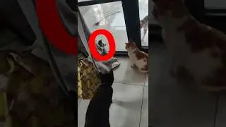 Shocking! Watch This Mouse Come Face To Face With House Cat مواجهه بين فأر وثلاث قطط ماذا حدث؟#short
