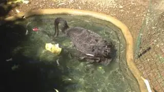 C&oacute;pula de Cisnes Negros