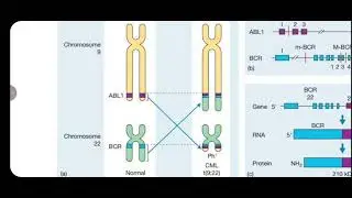 CML , part 1
