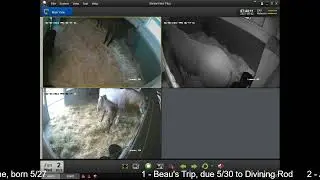 Country Life Foaling Cameras
