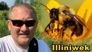 Photographing Bees at Illiniwek Pollinator Prairie