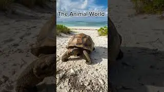 Fun and Shocking Facts About Tortoises 🐢 | Nature&rsquo;s Gentle Survivors&rdquo;