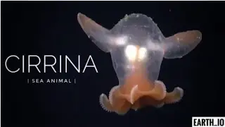 Deep Sea CIRRINA sea animal rare video 📸... #earthio #earthioanimal